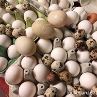 ägg massor
